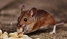 24 Hour & Emergency Exterminators in College Station, TX